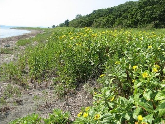 Senecio pseudoarnica