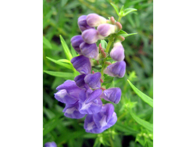 Scutellaria baicalensis