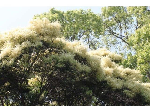 スダジイ Castanopsis Sieboldii かぎけん花図鑑