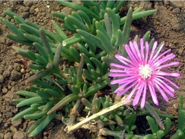 マツバギク Lampranthus Spectabilis かぎけん花図鑑