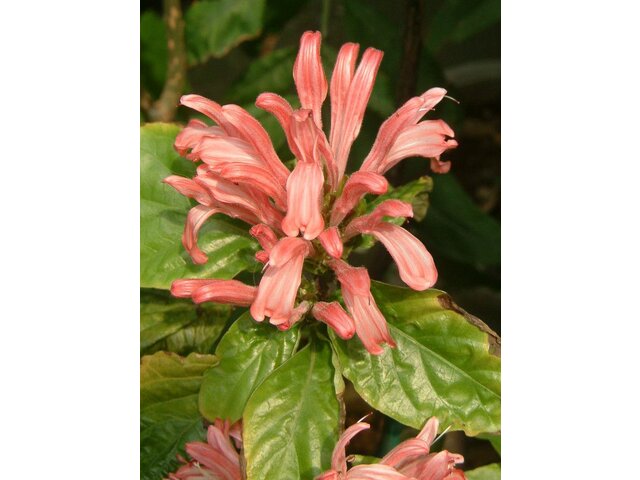 サンゴバナ Justicia Carnea かぎけん花図鑑
