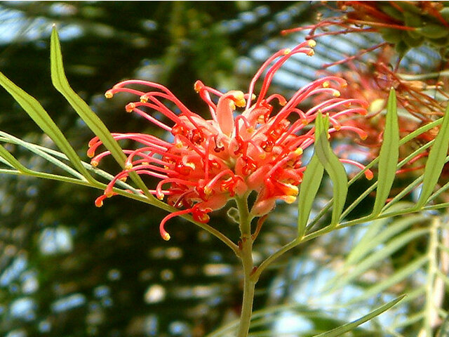 オーストラリアの花 かぎけん花図鑑