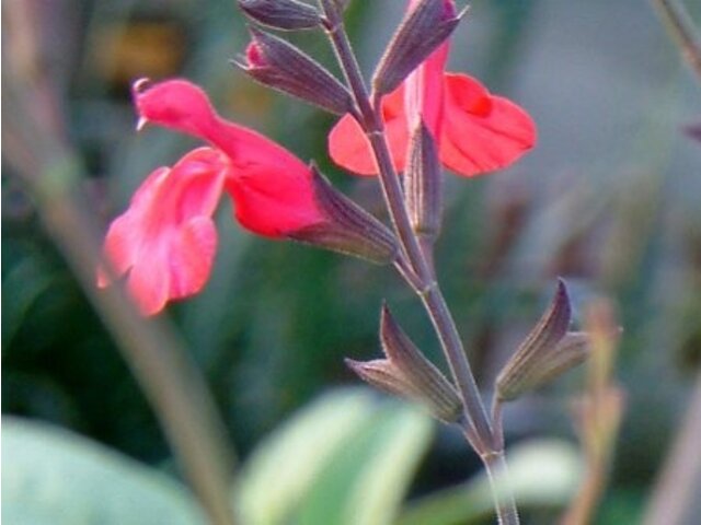 サルビア ミクロフィラ Salvia Microphylla かぎけん花図鑑
