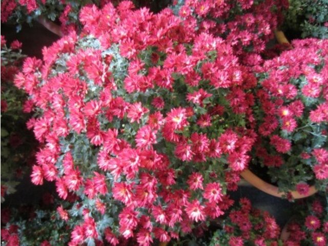 Chrysanthemum morifolium