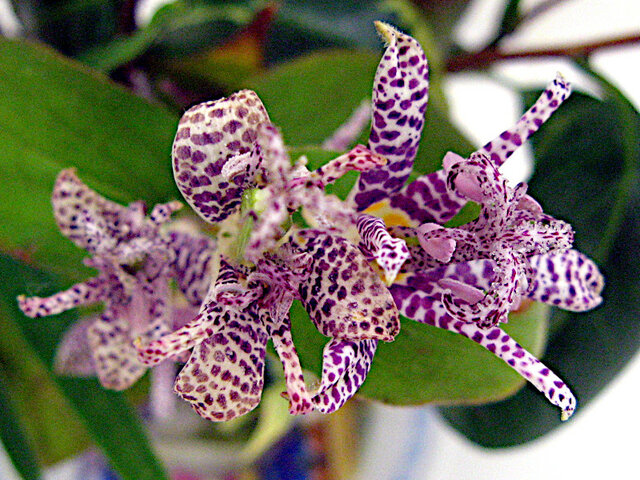 Japanese toad-lily