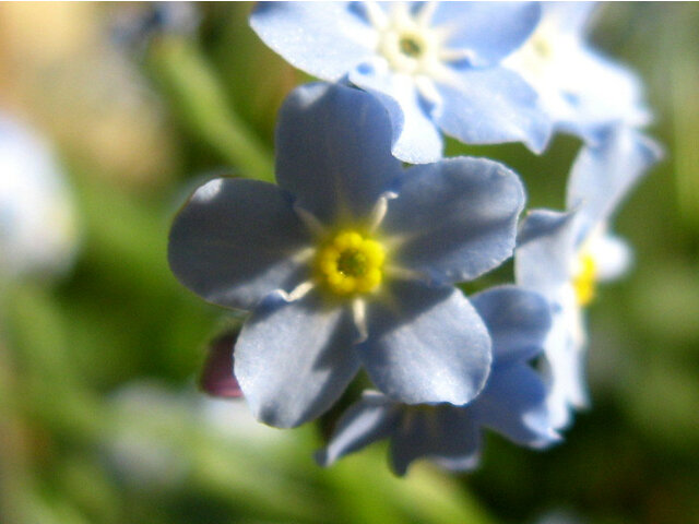 Myosotis scorpioide