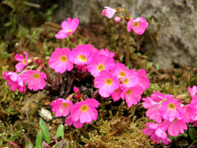 Primula rosea