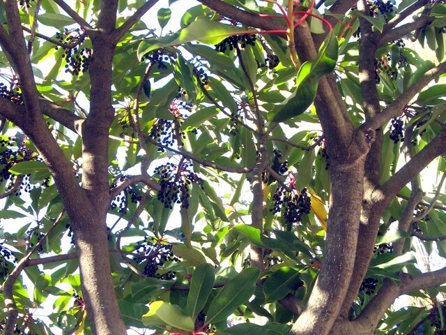 Daphniphyllum macropodum