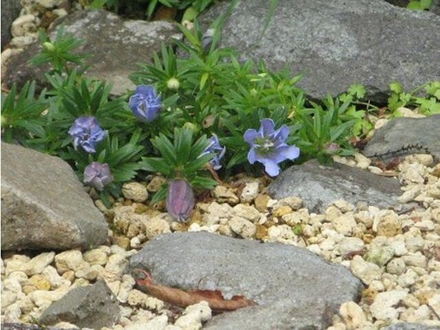 リンドウ かぎけん花図鑑 リンドウ かぎけん花図鑑