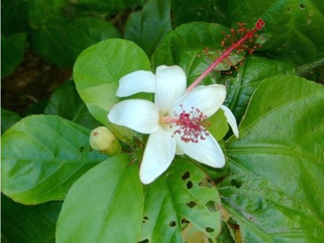 Hibiscus arnottianus