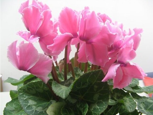 Cyclamen