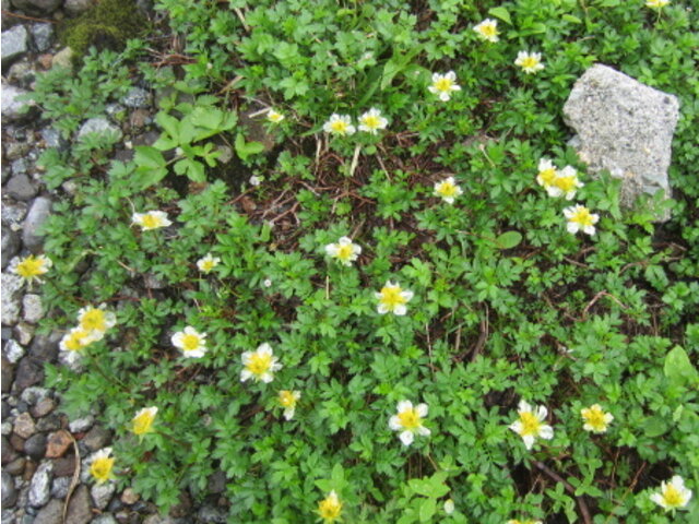 Aleutian avens