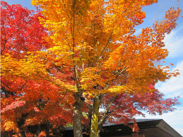 10月3日の誕生花 紅葉 かぎけん花図鑑