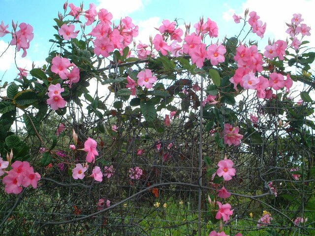 rocktrumpet