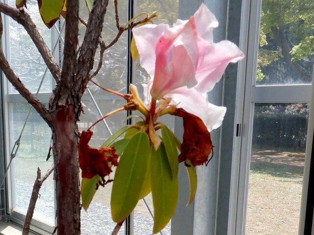 Rhododendron ciliicalyx