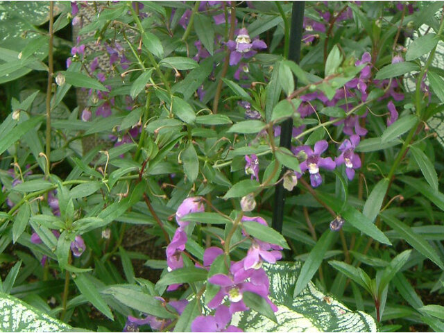 Angelonia