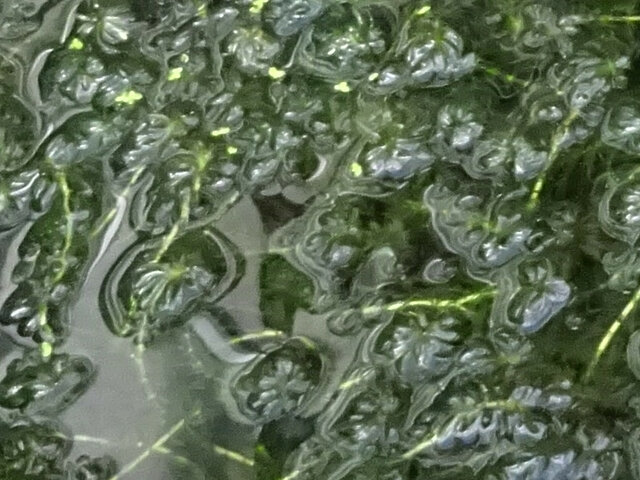 Narow leaf anacharis