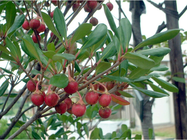 Ternstroemia gymnanthera