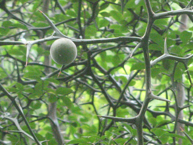 Trifoliate orange