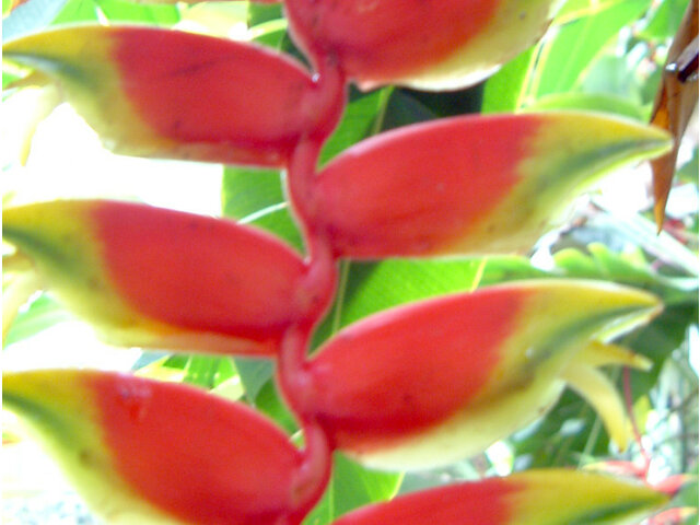 Heliconia rostrata