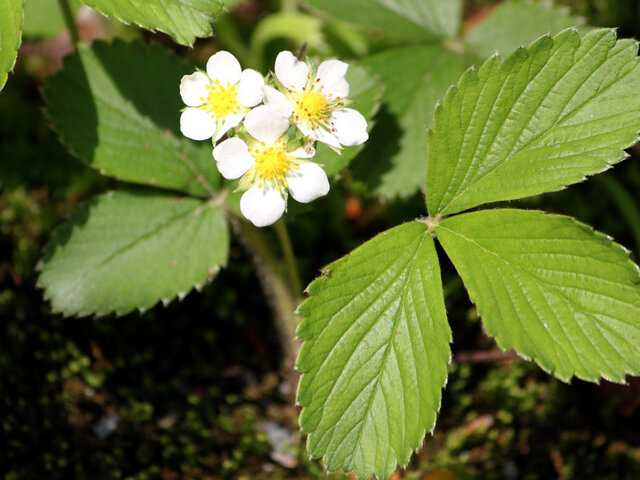 Garden strawberry