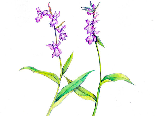 Ponerorchis joo-iokiana