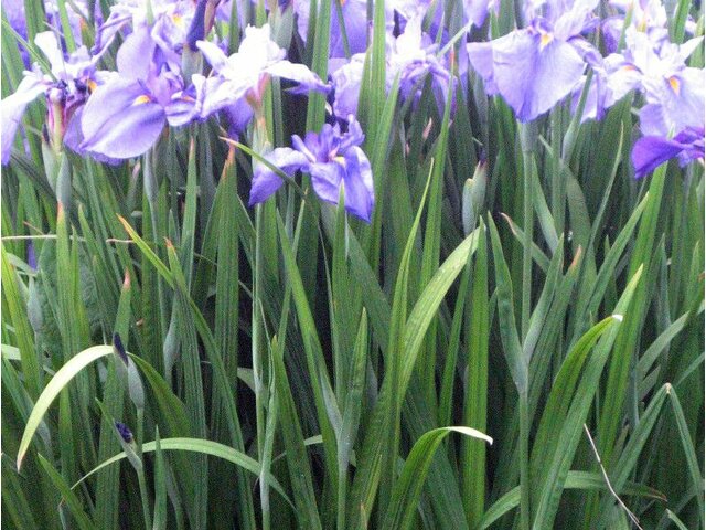 Japanese Iris 'Oedo'