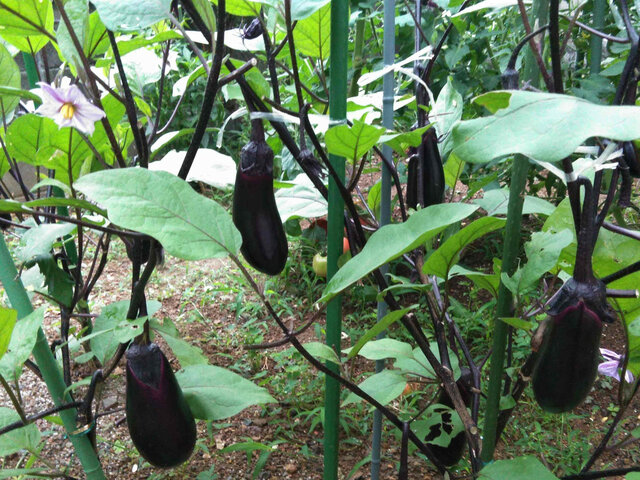 Eggplant 'Mizunasu'