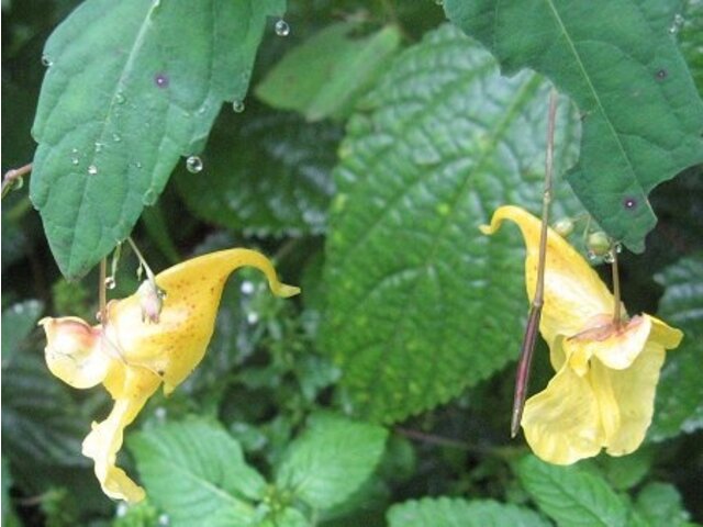 黄凤仙花