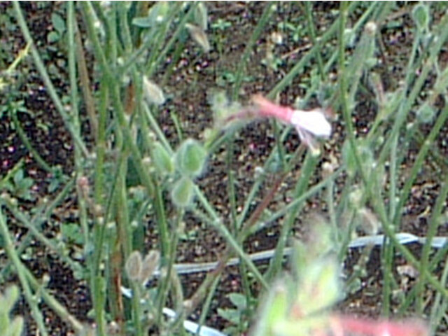 イヌヤマモモソウ Gaura Parviflora かぎけん花図鑑