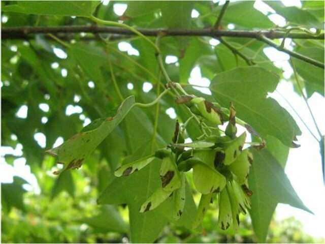 トウカエデ Acer Buergerianum かぎけん花図鑑