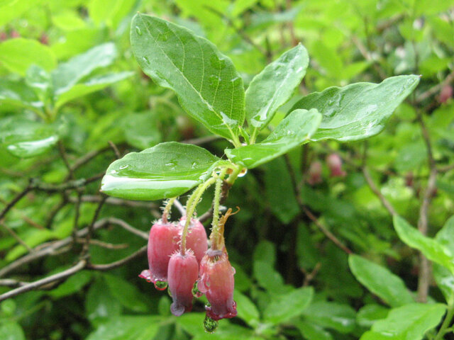 Menziesia multiflora