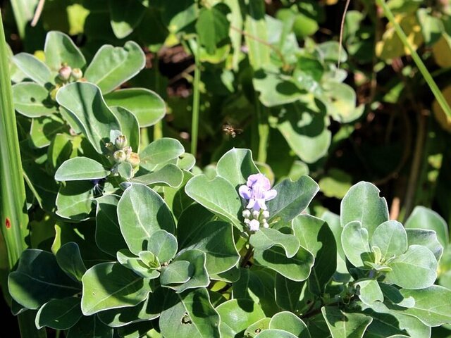 Vitex rotundifolia