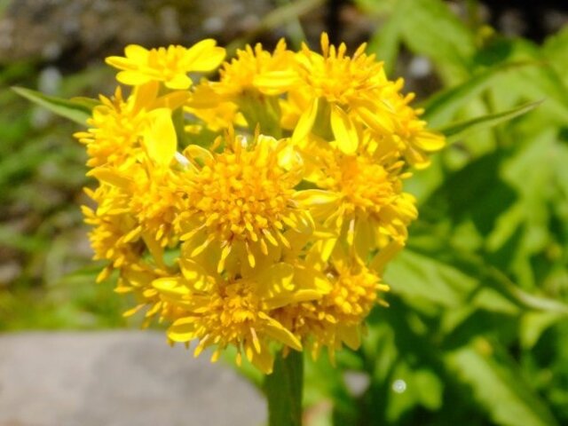 Miyama goldenrod