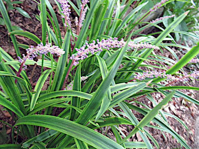 Liriope muscari