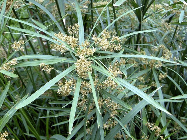 Cyperus alternifolius