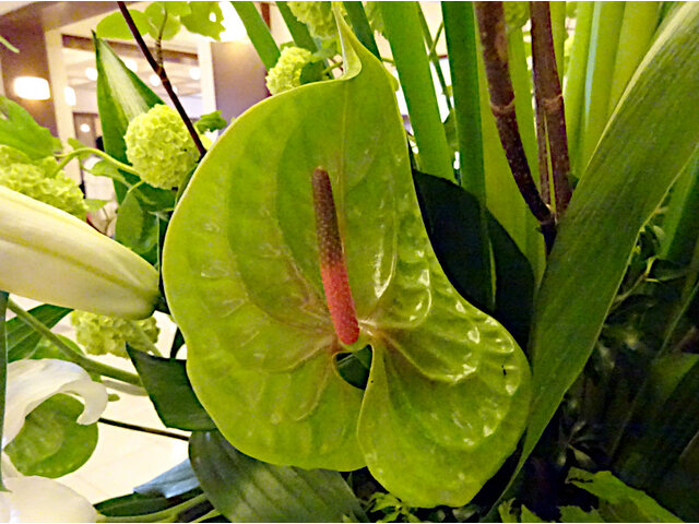 Anthurium