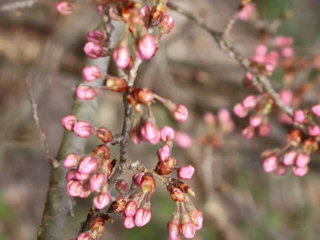 桜桃