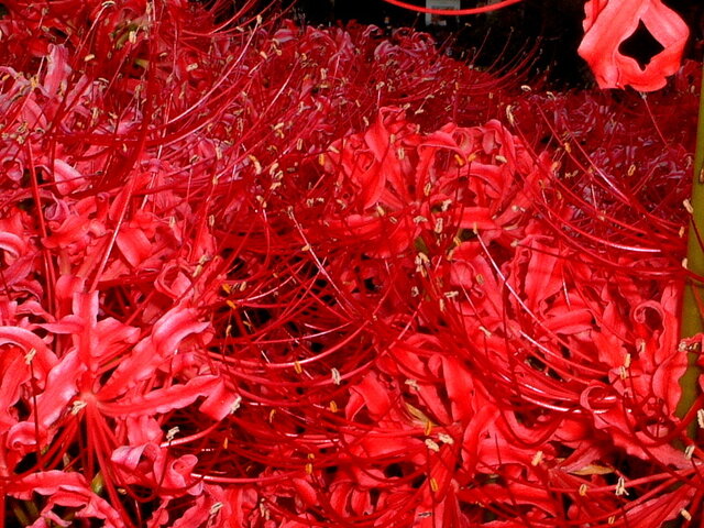 Lycoris