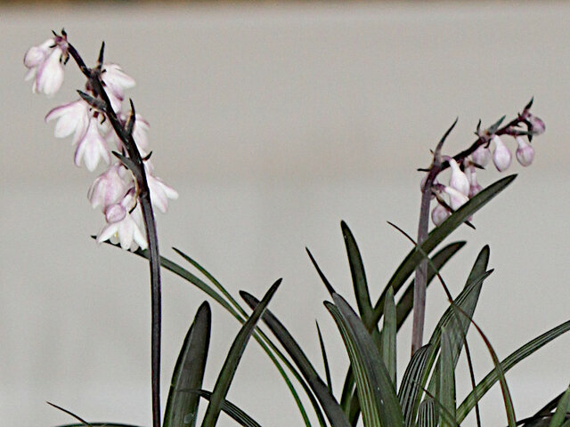 ムシトリナデシコ Silene Armeria かぎけん花図鑑