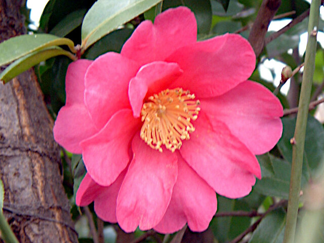 Camellia sasanqua