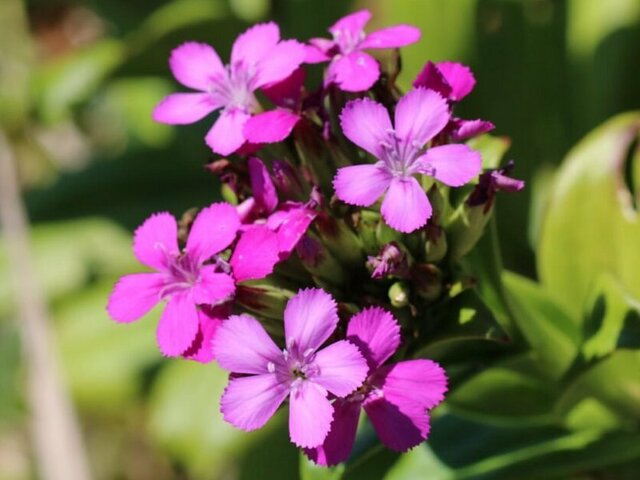 Dianthus japonicus