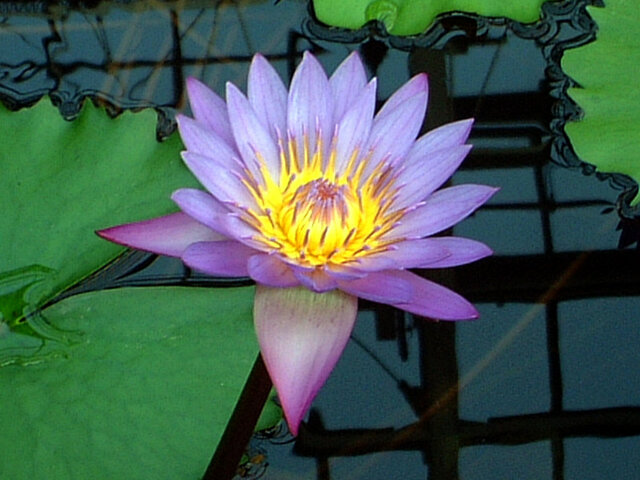 Water lily