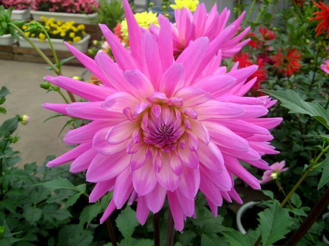 Dahlia