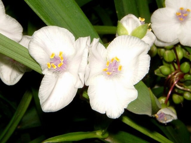 トラデスカンチア アンダーソニアナ Tradescantia X Andersoniana かぎけん花図鑑