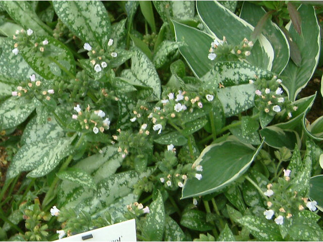 Pulmonaria 'Ocupol'