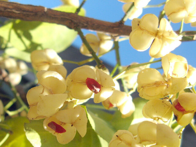 Euonymus hamiltonianus