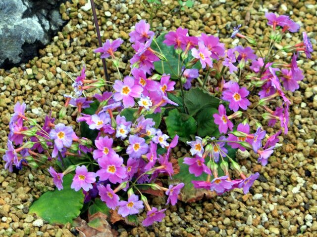 Primula megaseifolia