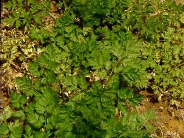 Chervil