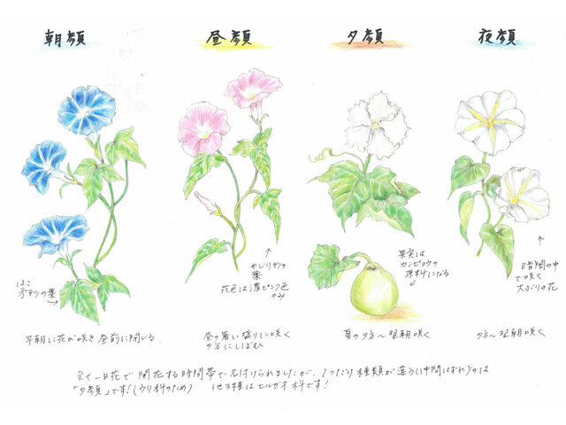 誕生花 6月25日 ヒルガオ かぎけん花図鑑